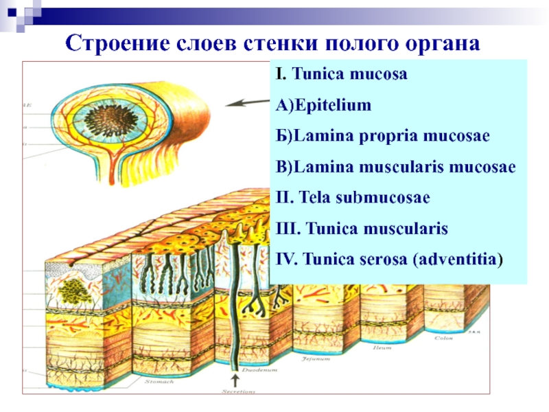 Слои стенки. Строение стенки полого органа. Слои полых органов. Строение слоев стенки полого органа. Послойное строение.