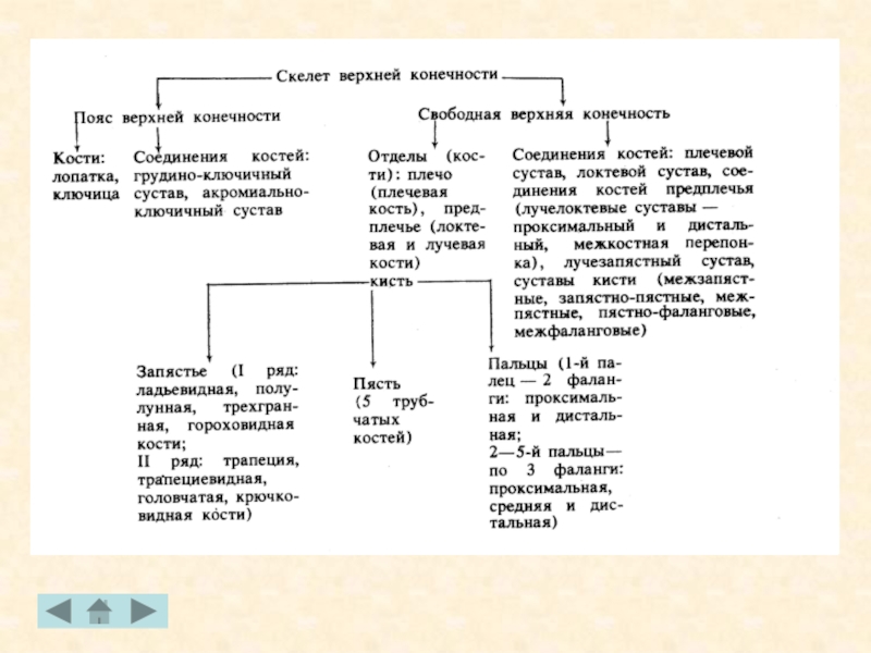 Таблица скелет верхних конечностей