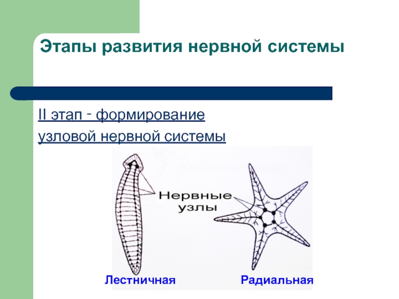 АНАТОМИЯ ЦНС
Лекция 2
Филогенез нервной системы
Онтогенез ЦНС у человека Этапы развития нервной системыII этап ‑ формированиеузловой нервной системыЛестничнаяРадиальная Этапы развития нервной системыII этап ‑ формированиеузловой нервной системыЛестничнаяРадиальная