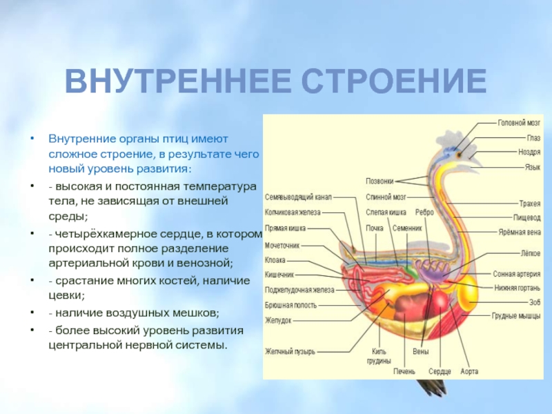 Более сложное строение имеют. Анатомия индюка внутренних органов. Внутренности птицы анатомия. Строение внутренних органов птицы. Внутреннее строение индюшки.