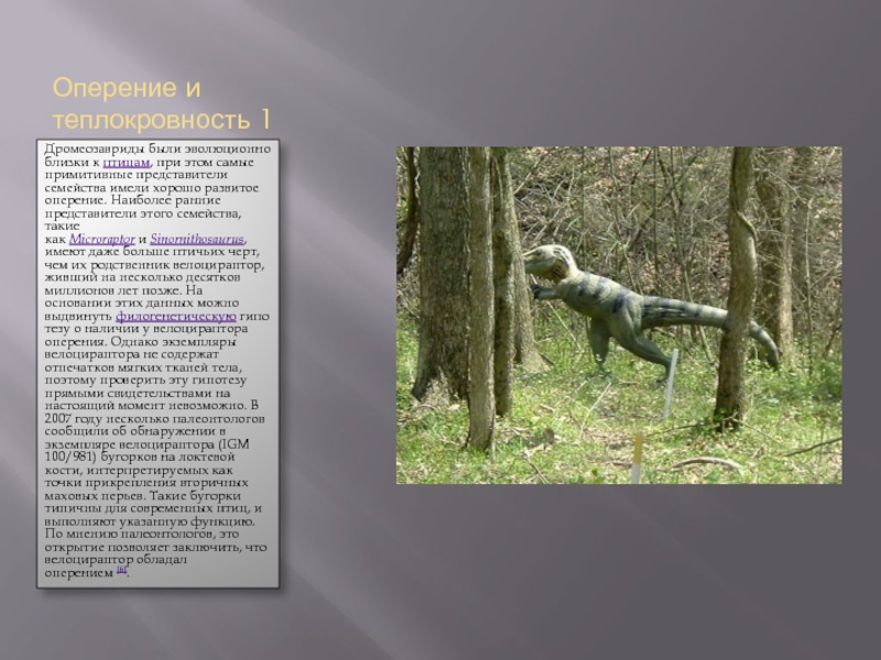 Энциклопедии презентация. Дромеозаврид оперение. Теплокровность. Как обнаружить теплокровность по костям. Появление теплокровности у птиц