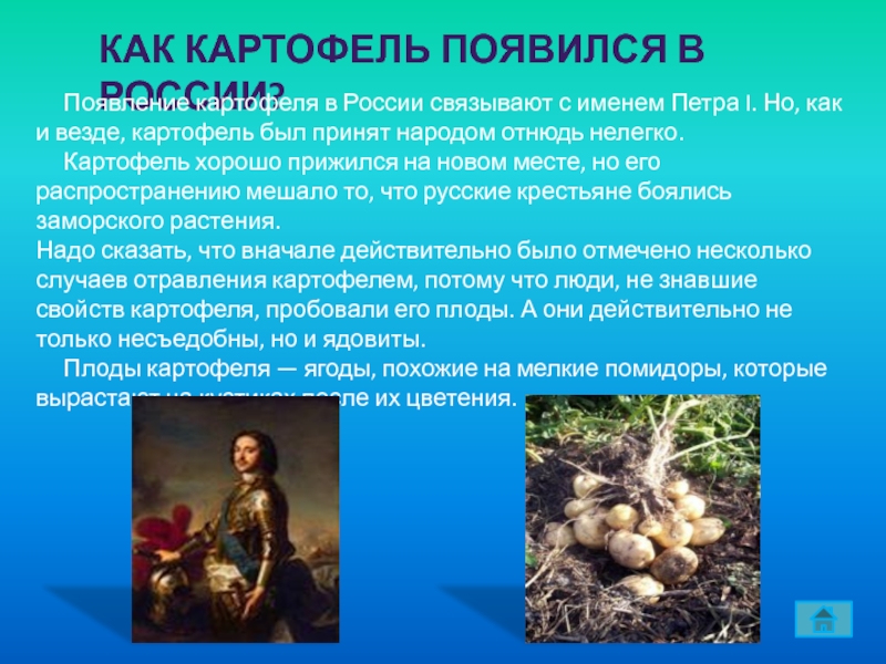 Появление картофеля в россии