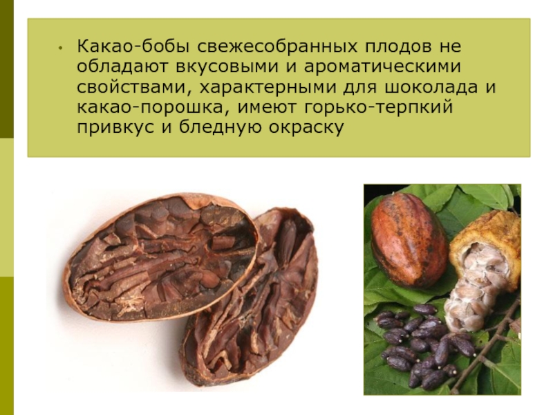 Какао-бобы свежесобранных плодов не обладают вкусовыми и ароматическими свойствами, характерными для шоколада и какао-порошка, имеют горько-терпкий привкус