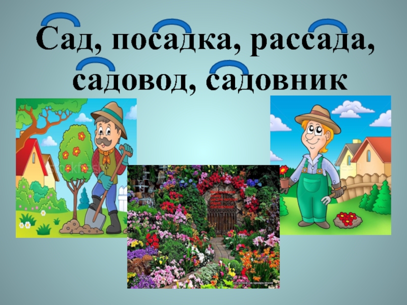 История слова сад. Садовник сад рассада посадки. Слова садовник. Предложение со словом садовник. Садовник однокоренные слова.