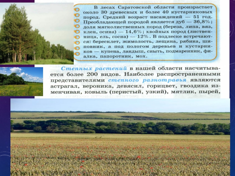 Сообщение саратовский. Лесостепная зона Саратовской области. Природные зоны Саратовской области. Саратовская область презентация. Леса Саратовской области презентация.