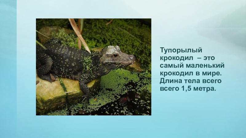 Тупорылый крокодил  – это самый маленький крокодил в мире. Длина тела всего всего 1,5 метра.