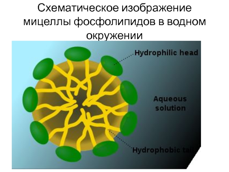 Схематическое изображение мицеллы фосфолипидов в водном окружении