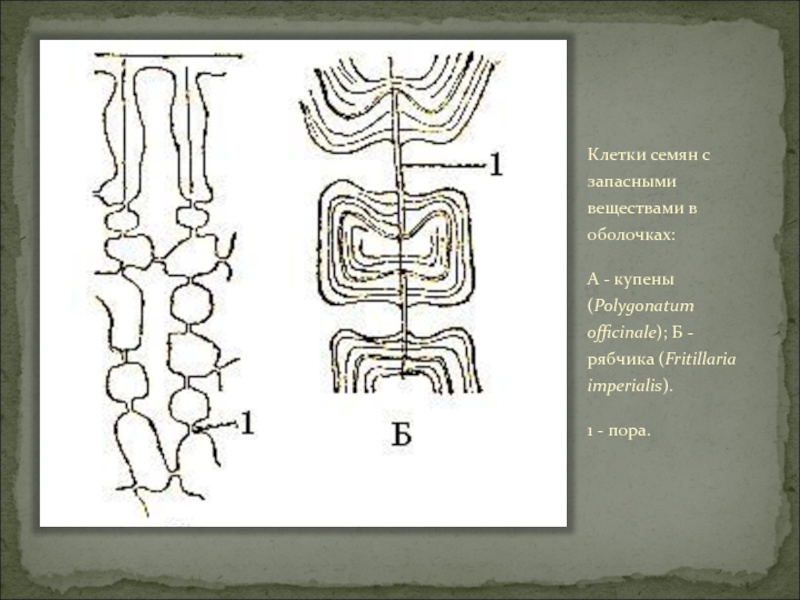 Клетка семени