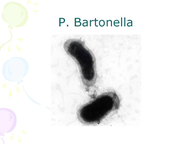 Презентация Р. Bartonella