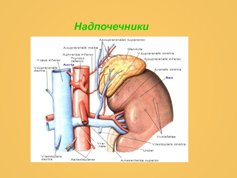 Латеральная ножка надпочечника. Надпочечники расположение анатомия. Надпочечники атлас анатомия. Надпочечники кровоснабжение и иннервация. Кровоснабжение надпочечников анатомия.