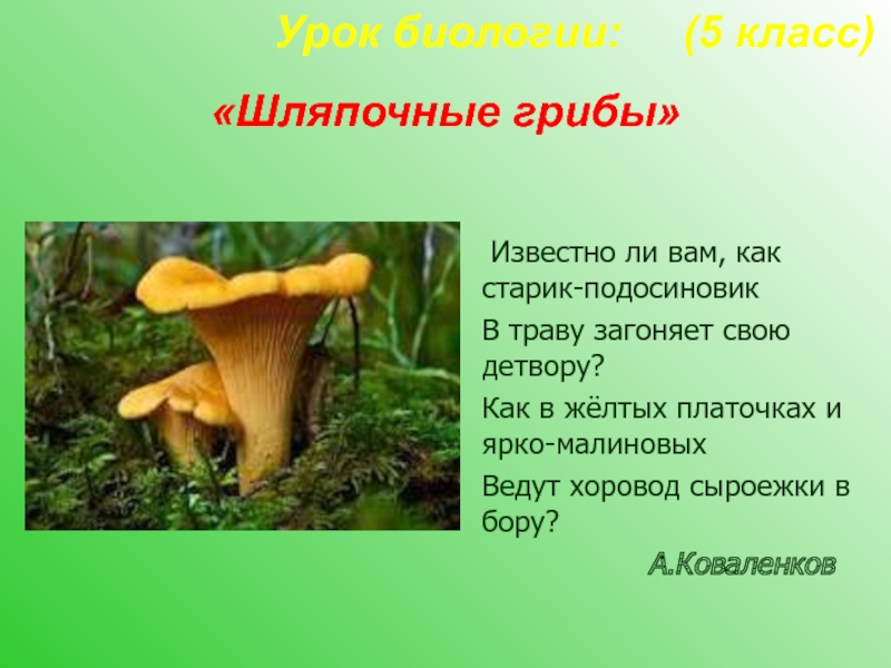 Шляпочные грибы 5 класс