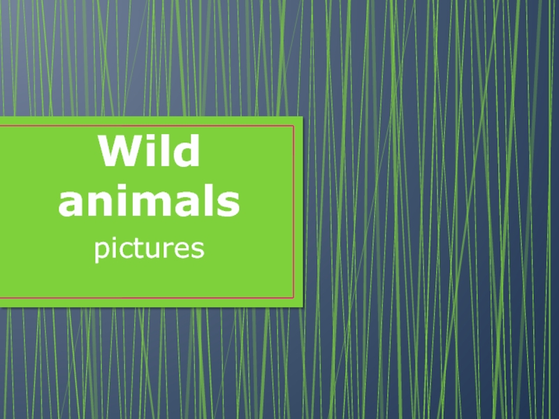 Презентация Wild animals pictures
