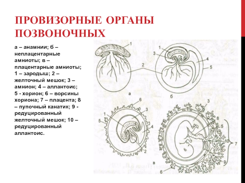 Схема строения зародышевых оболочек и плаценты млекопитающих