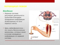 потенциал покоя