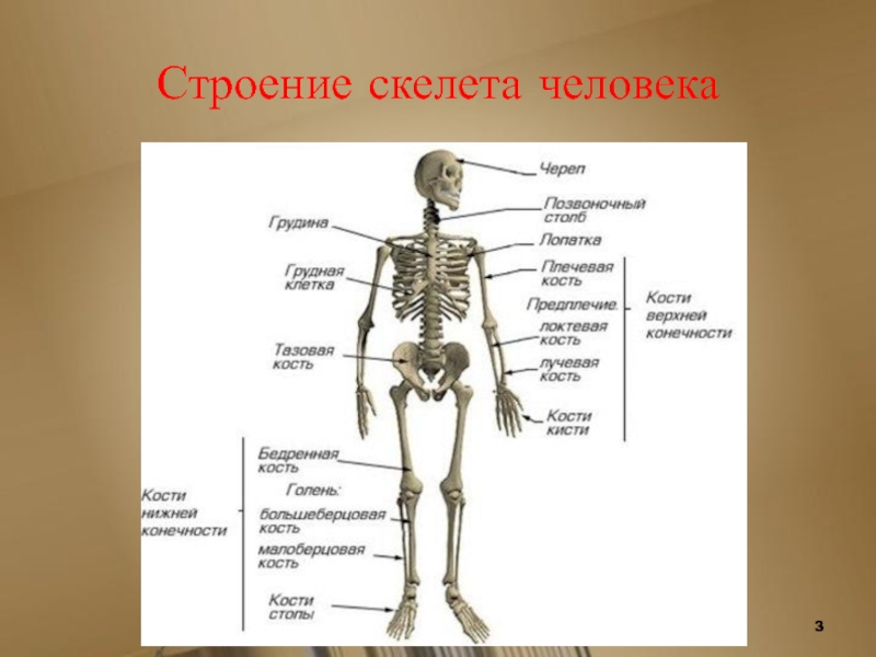 Из скольких костей. Из какого количества костей состоит скелет человека. Скелет взрослого человека состоит из. Сколько костей в скелете человека. Сколько костей в скелете ребенка.