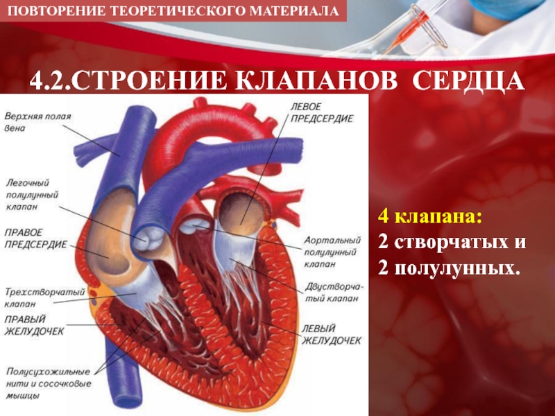 Презентация клапаны сердца