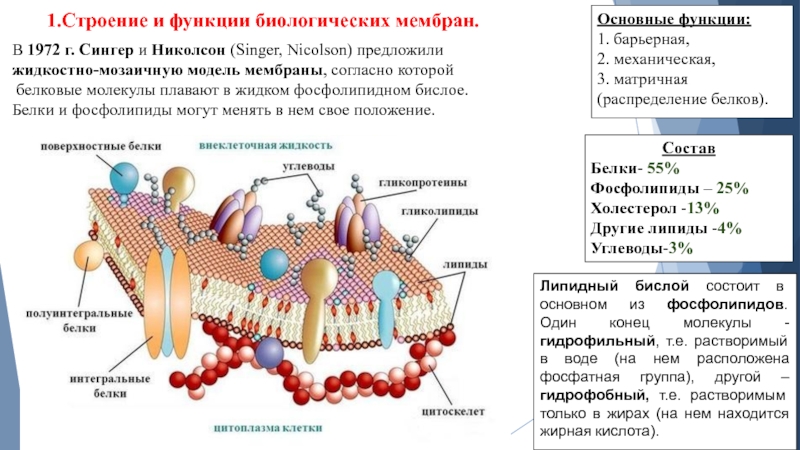 Биохимия мембран. Жидкостно-мозаичная модель мембраны Сингера-Николсона. Жидкостно-мозаичная модель строения мембраны (Сингер, Николсон, 1972);. Модель мембраны Сингера Николсона. Жидкостно-мозаичная модель биологической мембраны.