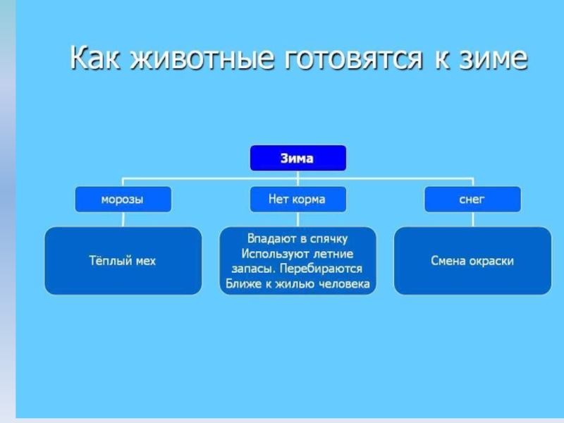 Как животные готовятся к зиме 2. Как разные животные готовятся к зиме. Как животные готовятся к зиме 2 класс. Как животные готовятся к зиме 2 класс окружающий мир. Как животные готовятся к зиме кластер.
