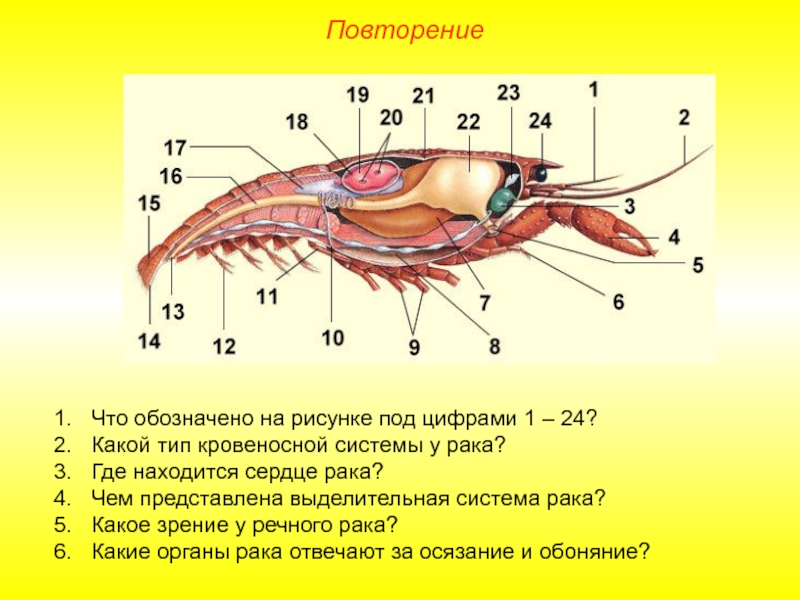 Что обозначено на рисунке 1 6. Органы брюшка ракообразных. Сердце ракообразных. Функция кровеносной системы у ракообразных. Форма сердца у ракообразных.