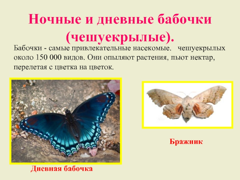 Ночные и дневные бабочки (чешуекрылые).   Бабочки - самые привлекательные насекомые.  чешуекрылых около 150 000