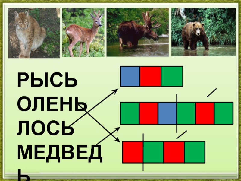 Медведь звуковая схема 1 класс