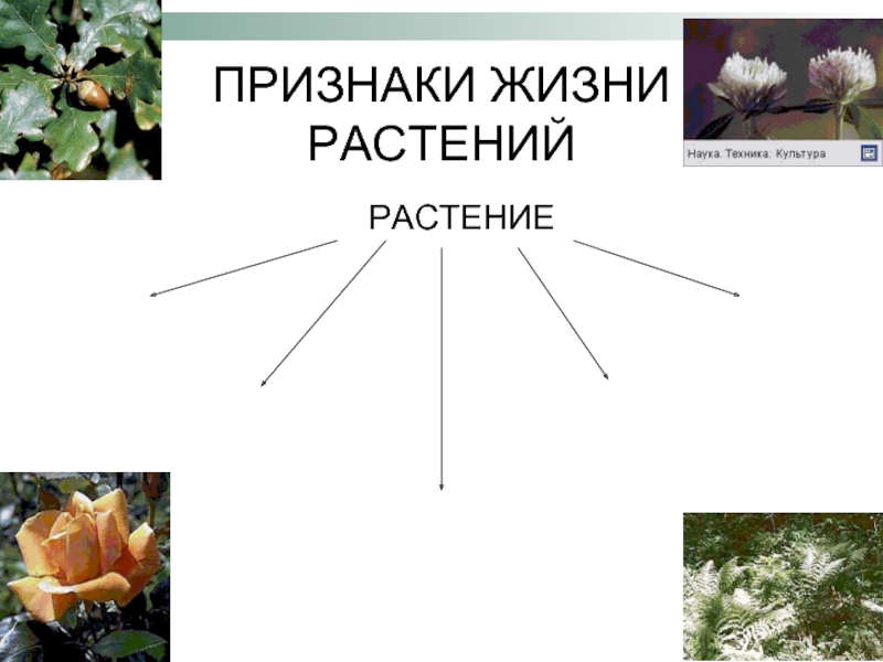 Признаки жизни растений. Напиши признаки жизни растений. Образ жизни растений. Признаки жизни растений 2 класс.