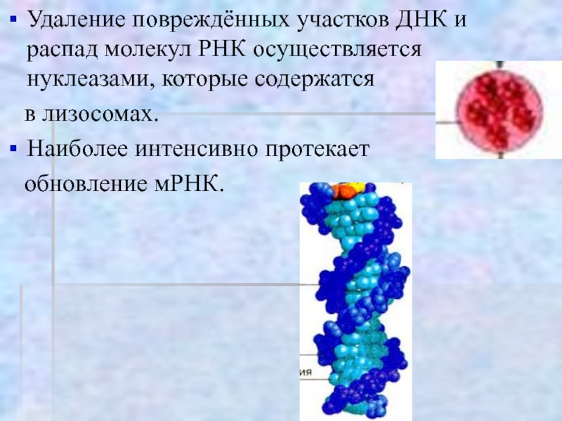 Собственную днк имеет. ДНК В лизосомах. На что распадаются молекулы основания?. Удаление ДНК это. Повреждение и распад ДНК.