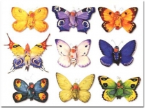 Бабочки 7 класс