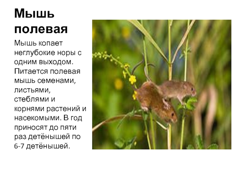 Мышь полеваяМышь копает неглубокие норы с одним выходом. Питается полевая мышь семенами, листьями, стеблями и корнями растений