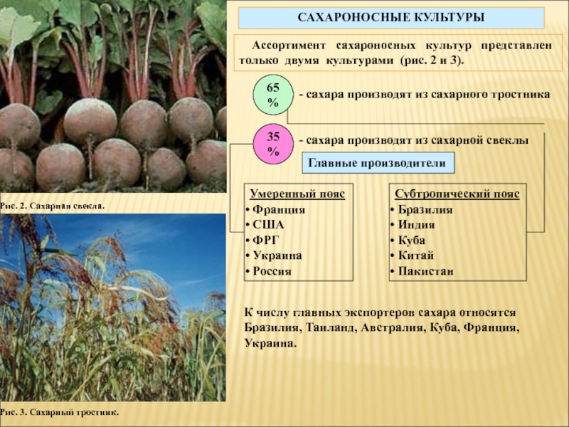 География сельского хозяйства презентация