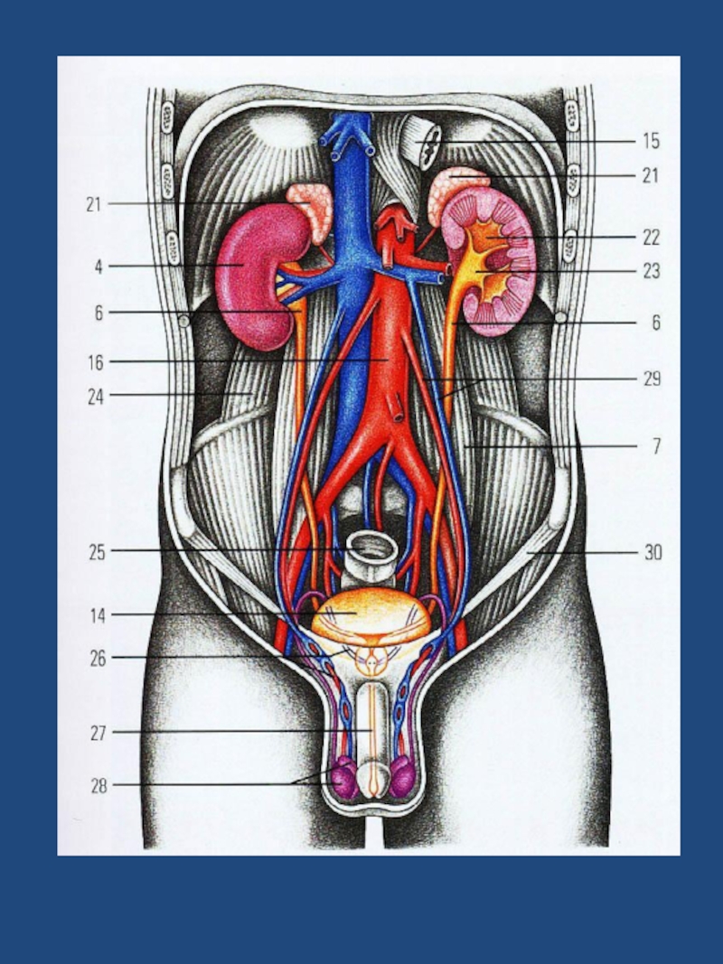 Мочевые органы мужчины. Анатомия мочеполовой системы женщины. Строение человека внутренние органы Мочеполовая система. Анатомия человека Мочеполовая система мужчины. Мочеполовая система женщины и мужчины анатомия.