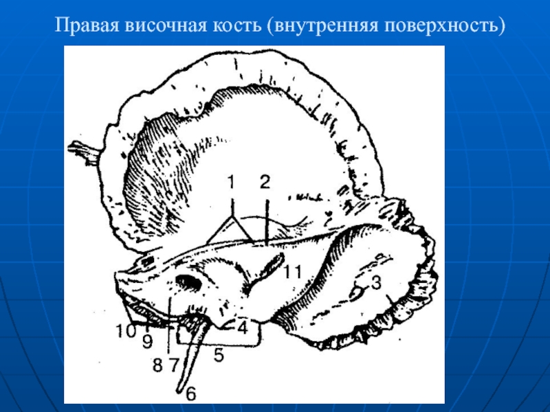 Схема каналов височной кости