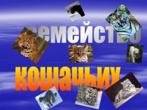 Семейство кошачьих