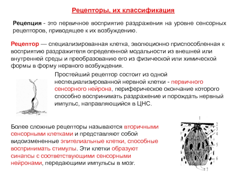 Раздражители рецепторов. Рецепторами называются специализированные структуры:. Классификации рецепторов. Механизм рецепции.. Рецепторные клетки и механизмы рецепции. Первично чувственные рецепторы.