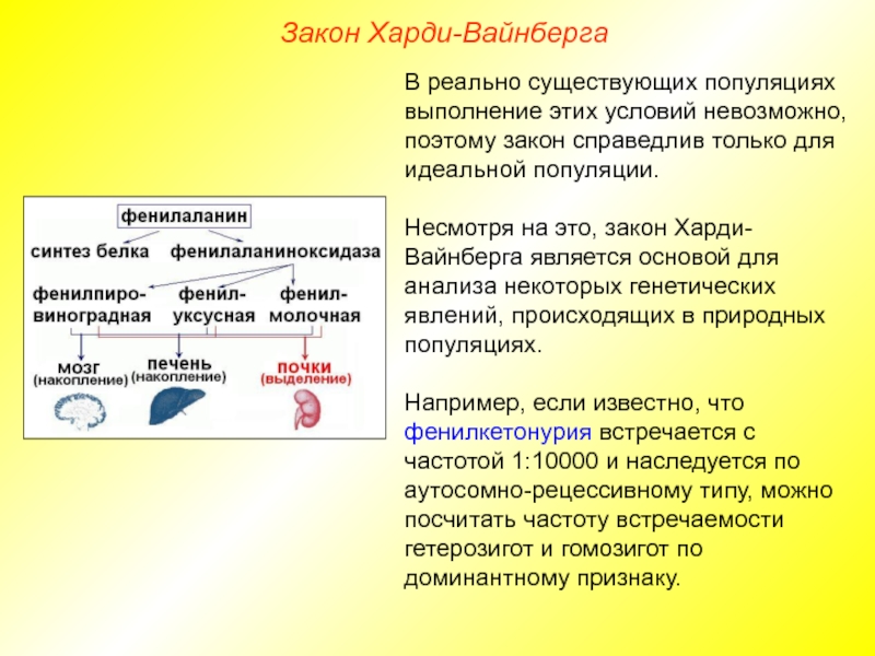 Генетика популяции презентация