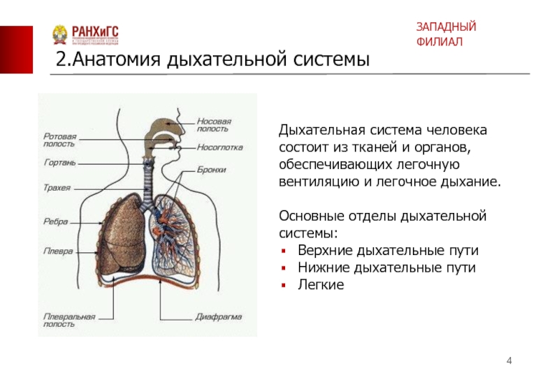 Органы обеспечивающие дыхание человека. Органы из которых состоит дыхательная система человека и функции. Из чего состоит дыхательная система система. Легочное дыхание человека схема. Отделы дыхательной системы анатомия.