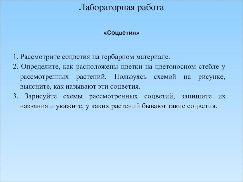 Лабораторная соцветия 6 класс. Лабораторная работа соцветия. Вывод по лабораторной работе соцветия. Лабораторной работе по соцветиям. Лабораторная работа по биологии 6 класс соцветия.