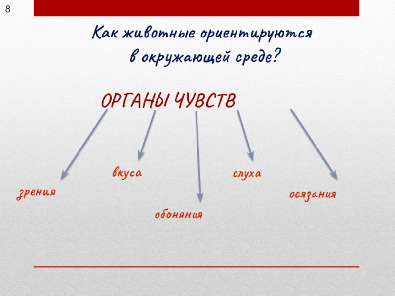 Заполни схему животное живое существо окружающий мир