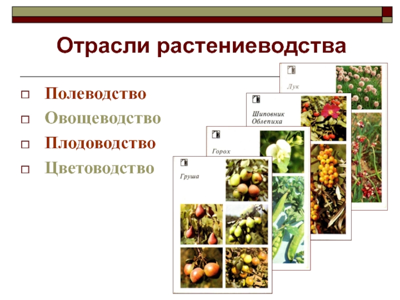 Что не является отраслью растениеводства. Отрасли растениеводства. Отрасли отрасли растениеводства. Отрасли плодоводства. Классификация отраслей растениеводства.