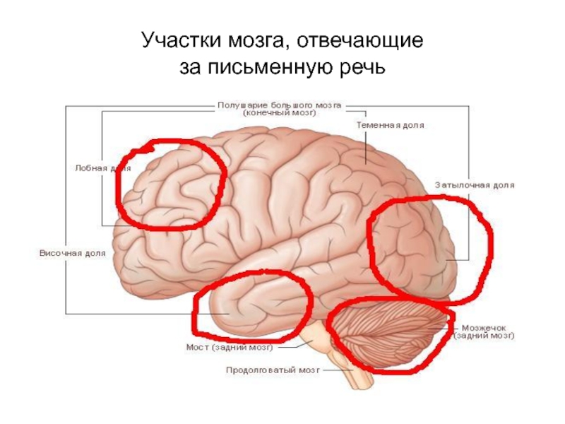 Speech brain. Участки мозга за что отвечают. Участок мозга отвечающий за речь. Отделы головного мозга отвечающие за речь. Участки мозга отвечающие.