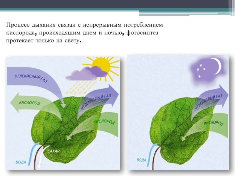 Обмен веществ растений урок. В процессе фотосинтеза.кислород углекислый ГАЗ. Процесс фотосинтеза процесс. Фотосинтез и дыхание растений. Схема фотосинтеза у растений.