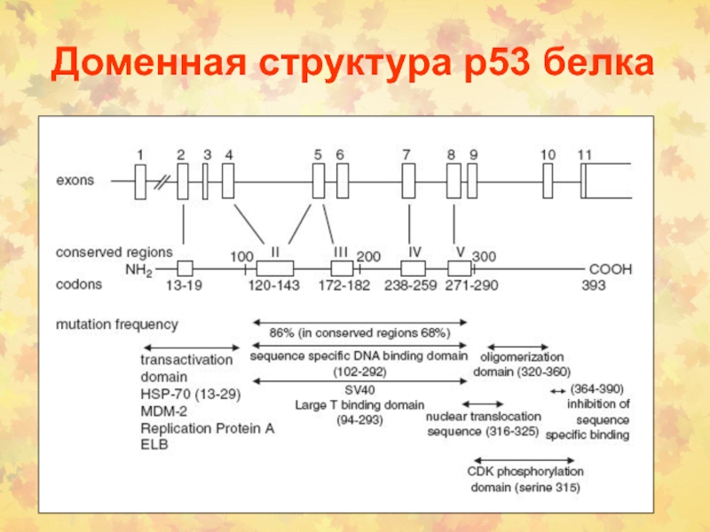 Доменный белок. Механизм белка р53. Строение р53. Ген р53 механизм. Р53.