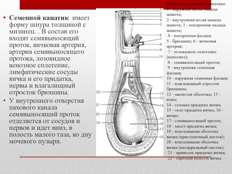 Где находится семенной канатик у мужчин фото