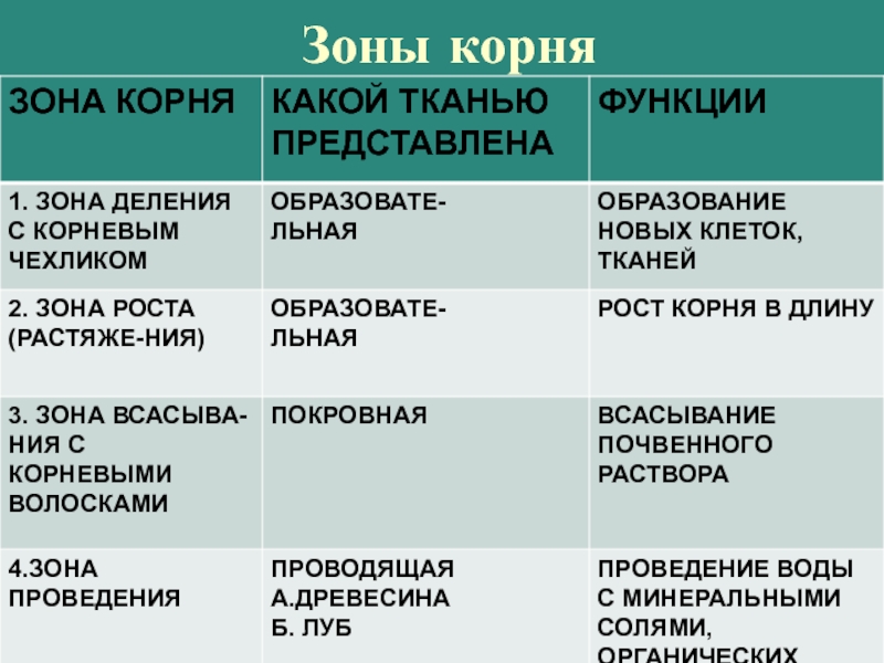 Рассмотри рисунок расположи зоны корня по порядку и распредели из клеток каких тканей они состоят