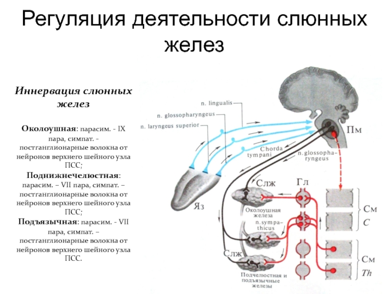 Чувствительный нейрон двигательный нейрон центр слюноотделения