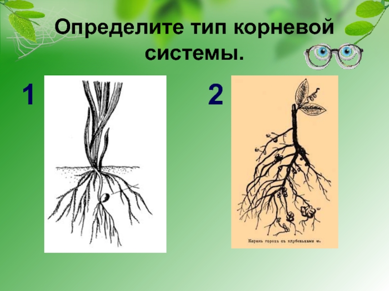 Клетка корня гороха. Определите Тип корневой системы. Горох строение корневой системы. Типы корневых систем. Тип корневой системы у гороха.
