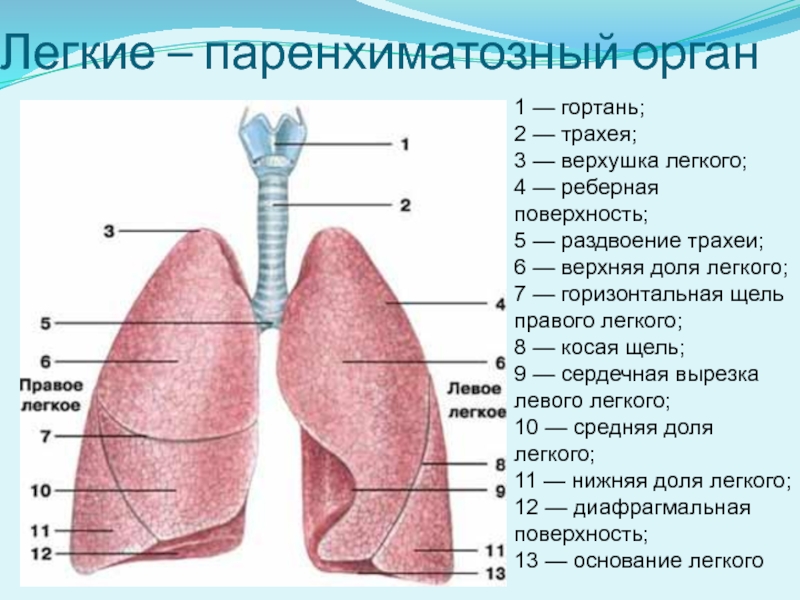 Как называется орган человека обозначенный на рисунке буквой а трахея гортань