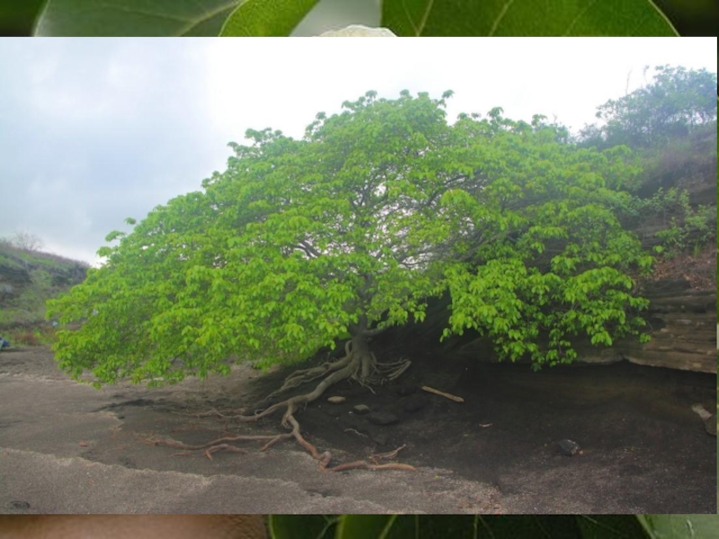 Манцинелловое дерево — одно из самых ядовитых деревьев на планете.Это раскидистое дерево с ядовитыми плодами, напоминающими небольшие яблоки