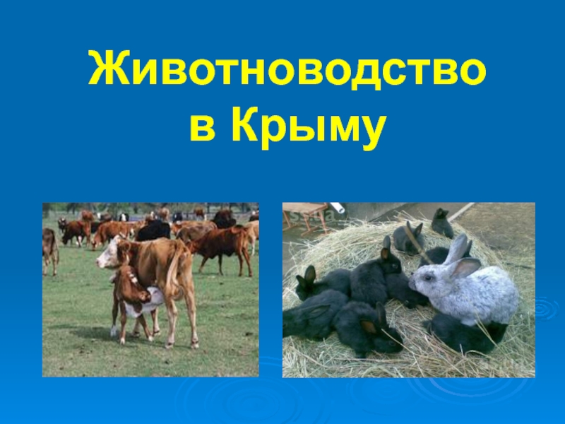 Презентация Животноводство в Крыму 4 класс
