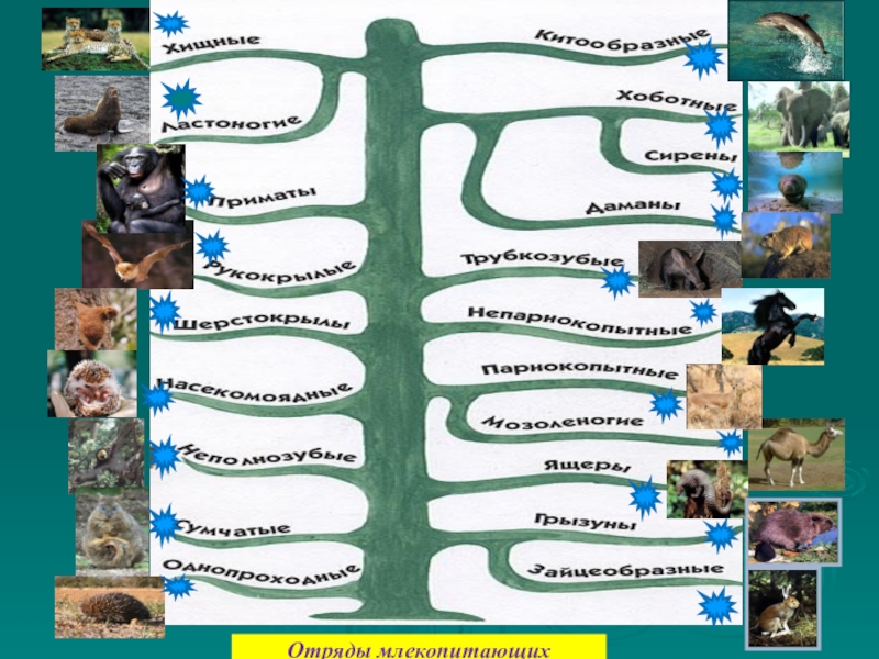 Млекопитающие животные схема